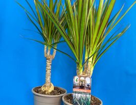 Драцена Маргината  (Dracaena Marginata) купить