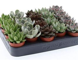 Эхеверия микс (Echeveria Mix) купить