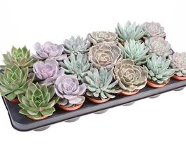 Эхеверия микс (Echeveria Mix) купить