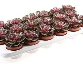 Эхеверия Жемчужина Нюрнберга (Echeveria Perle von Nurnberg) купить