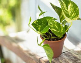 Эпипремнум золотистый (Epipremnum Aureum) купить