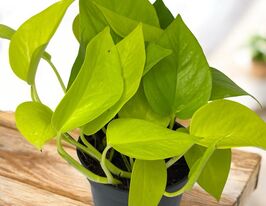 Эпипремнум золотистый Голден Потос  (Epipremnum Golden Pothos) купить