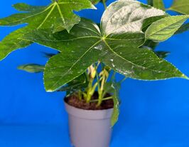 Фатсія японська (Fatsia Japonica) 1 шткупити