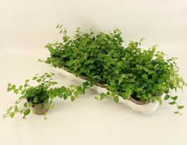 Фікус Пуміла Грін Санні (Ficus Pu Green Sunny)купити