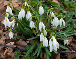 Подснежник Нивалис  (Galanthus Nivalis) в горшке купить