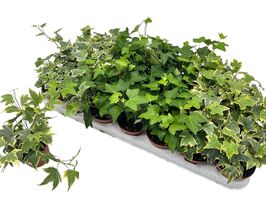 Хедера Микс  (Hedera Mix) № 2 купить