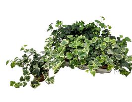 Хедера Микс (Hedera Mix) № 3 купить