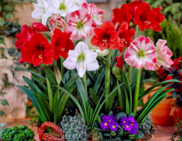 Гіпеаструм в асортименті (Hippeastrum Overig)купити