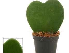 Хойя Керрі (Hoya Kerrii) купити