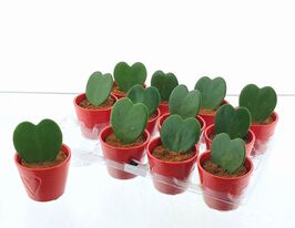 Хойя Керри (Hoya Kerrii)  купить