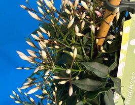 Жасмин многоцветковий (Jasminum polyanthum) купить