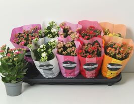Каланхоэ Махровое Перфекта Микс (Kalanchoe Gevuld Perfecta Mix) купить