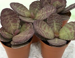 Каланхоэ (Kalanchoe Overig)  купить