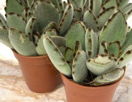 Каланхое повстисте (Kalanchoe Tomentosa) купить
