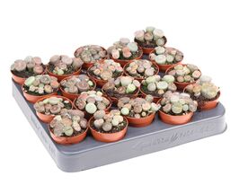 Литопс (Lithops spp) купить