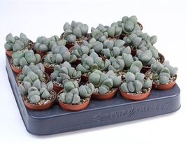Литопс (Lithops spp) купить