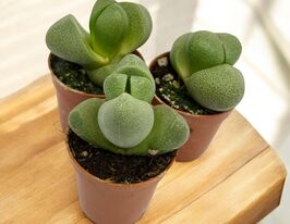 Літопс (Lithops spp)купити