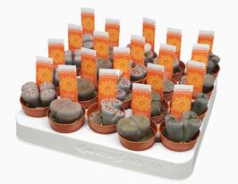 Литопс (Lithops spp) № 3  купить