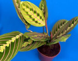 Маранта трёхцветная Фаскинатор  (Maranta Fascinator) купить