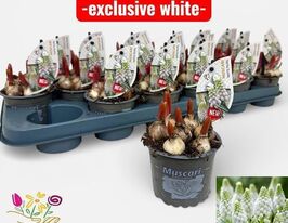 Мускари Вайт Спир (Muscari White Spear) купить