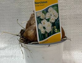 Нарцисс Брайдал Краун (Narcissus Bridal Crown)  купить