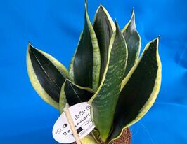  Сансевиерия Блэк Голд (Sansevieria Black Gold) № 1 купить