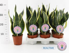 Сансевиерия Блэк Голд (Sansevieria Black Gold) № 2 купить