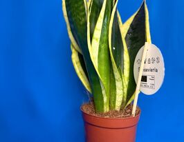 Сансевиерия Блэк Голд (Sansevieria Black Gold) № 2 купить