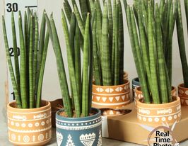 Сансевиерия цилиндрическая  (Sansevieria cy overig) № 1 купить
