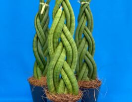 Сансевиерия цилиндрическая  (Sansevieria cy overig) № 2 купить