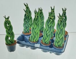 Сансевиерия цилиндрическая  (Sansevieria cy overig) № 2 купить