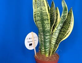 Сансевиерия Футура Суперба  (Sansevieria Futura Superba) купить