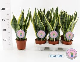 Сансевиерия Футура Суперба  (Sansevieria Futura Superba) купить
