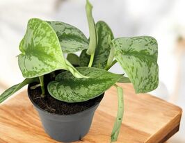 Сциндапсус Треби (Scindapsus Treubii) купить