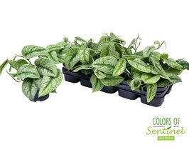 Сциндапсус Требі (Scindapsus Treubii) купити