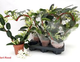 Стефанотіс рясноквітучий (Stephanotis Floribunda)купити