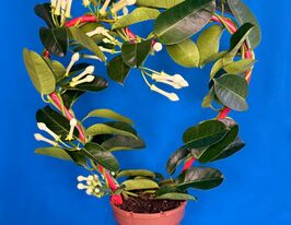 Стефанотис обильноцветущий  (Stephanotis Floribunda) купить