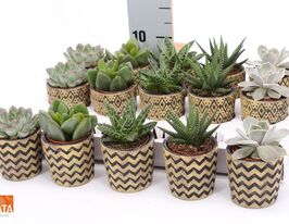 Суккулентные миксы (Succulenten Mix) купить