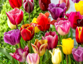 Тюльпаны микс (Tulipa Mix) купить