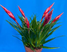 Вриезия Астрид (Vriesea Astrid)  купить