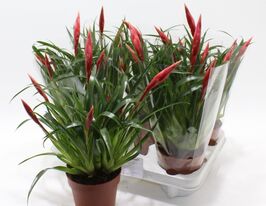 Вриезия Астрид (Vriesea Astrid)  купить