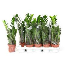 Замиокулькас замиелистный (Zamioculcas Zamiifolia) купить