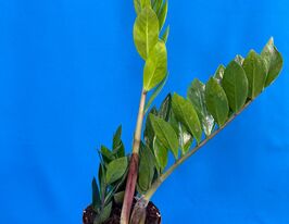 Замиокулькас замиелистный (Zamioculcas Zamiifolia) купить