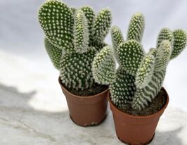 Опунція дрібноволосиста (Сactus Opuntia Microdasys) купити