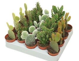 Опунция мелковолосистая (Сactus Opuntia Microdasys)  купить