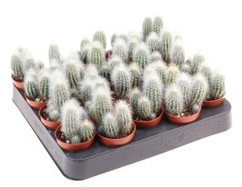 Клейстокактус Штрауса (Сactus Сleistocactus Strausii)купити