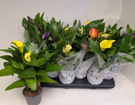 Калла (Zantedeschia Mix) в горщикукупити