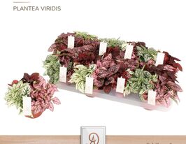 Гіпоестес мікс (Hypoestes Mix)купити