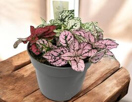 Гипоестес микс (Hypoestes Mix) купить