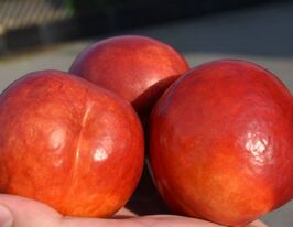 Нектарин Ванг-8купити